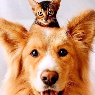 🐶 🐱 Неравнодушные Все Мытищи