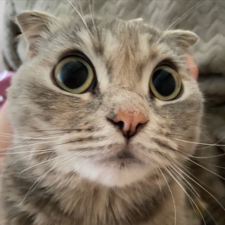 Всё о кошках. Как правильно заботиться о своём питомце .