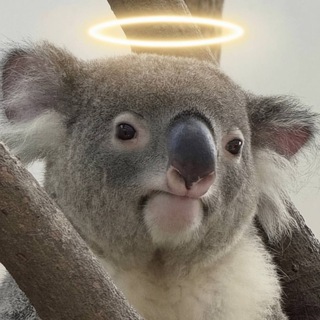 Коалы🐨❤️ Любители коал!