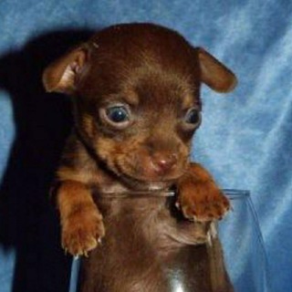 Наши питомцы