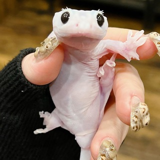 чешуя и лапки 🦎