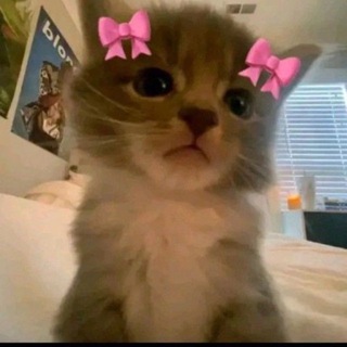 Милые котята❤️‍🔥