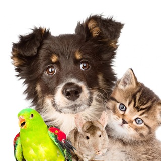 Лучшие Друзья Человека❤️