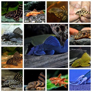 L-сомы г. Краснодар/ РФ. И другие рыбки)