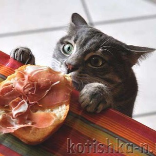 Людмила Плеханова Готовим вместе (Еда. Рецепты. ЮМОР)