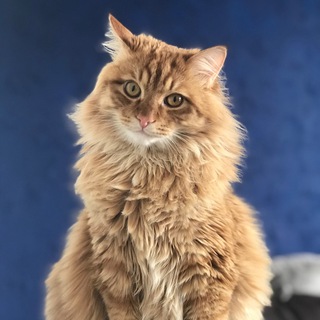 Луковый кот от всех невзгод, Том и Бася 🐾