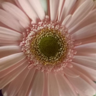 Доброе утро 🔆🌸🌿 Victoria