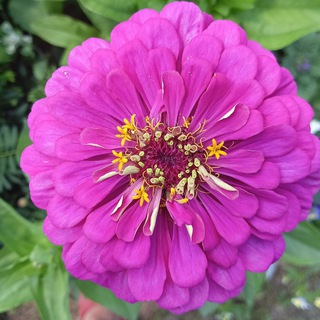 Огород как хобби Тверь