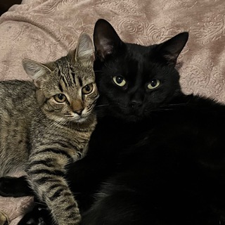 Вечера под пледом