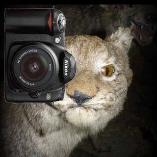 Фотокритическая Рысь