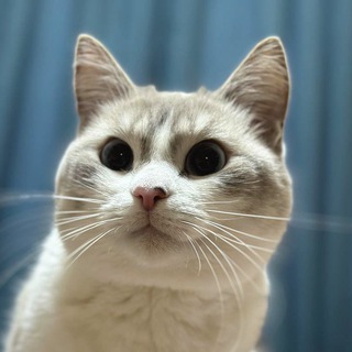 Лютик на каждый день🌊