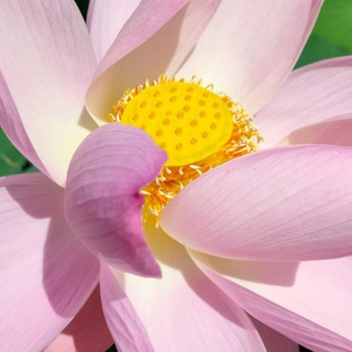 Школа MadreCósmica 🐍