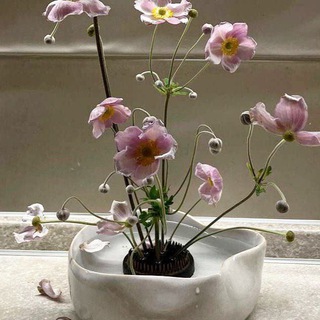 온천 хᧉппu хαус мαфukα