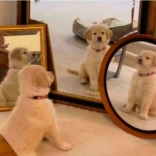 Смешные картинки