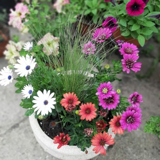 🌺 Волшебный цветок 🌺