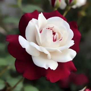 Magiya_бытiя🌺