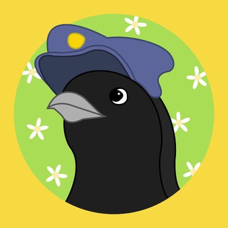 Сорочий вестник. Птицы Москвы и Подмосковья