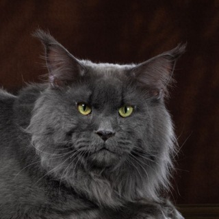 Питомник мейн-кунов Elencoon в Новосибирске