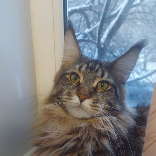 Мейнкуномама+курилка 🐱🐈🐈‍⬛🦁