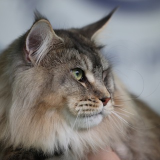 Мейн-кун питомник WINNERSLINE