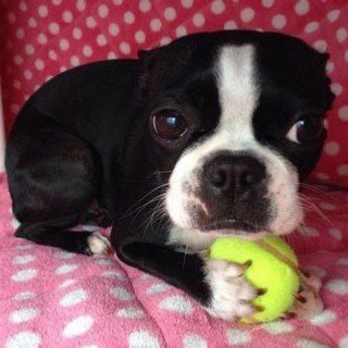 майнкрафтерусы