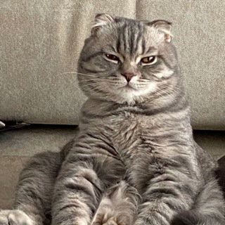 Максим и Котики