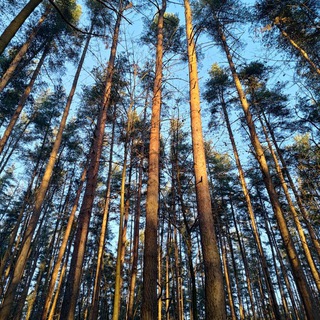 Спокойная вода и вкусный чай