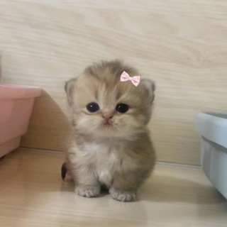 Маленькие Котята