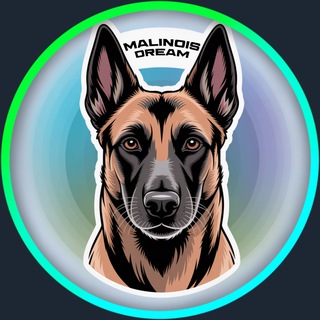 Malinois Dream