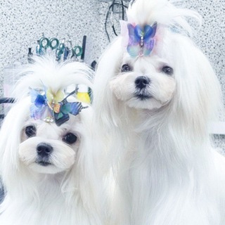 GOLD BARBERRY: Щенки мальтезе - любовь в каждом взгляде🤗