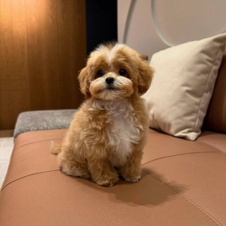 Мальтипу F1 щенки|Мальтипу Выпускники