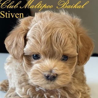Club Maltipoo Baikal