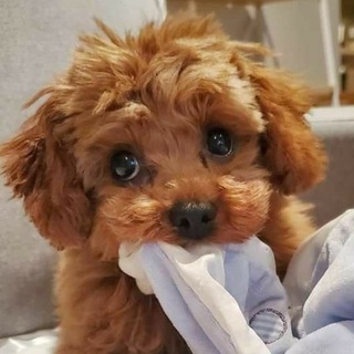 Мальтипушная 🐶 Той-пудель и Мальтипу