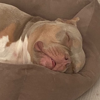 Малыш Булли🐶