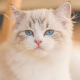 Мама-медведица Z