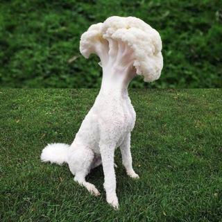 Шизобазис «Мурзилка»