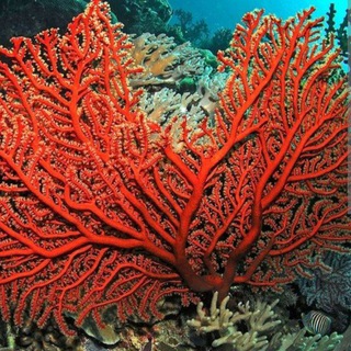 AKULA news PUBGMOBILE