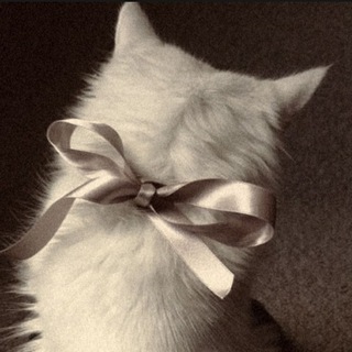 [The Crow's Nest] x ASMR✨