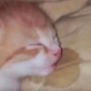 All.Cats.Are.Beautyful.😼