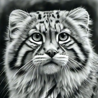 Манул.Русский кот