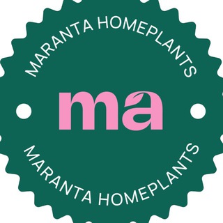 Maranta Homeplants