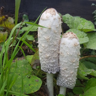 MarForAll (Маркетинг для всех)