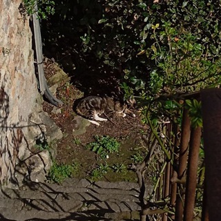 мартовский кот || close