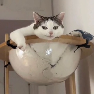 мемасы в массы