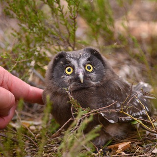 Лучше сова в бинокле, чем кряква на фото