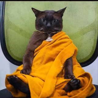 Маркетинг и котики правят миром