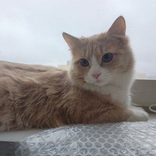 Пушистый Маркиз!! 😼