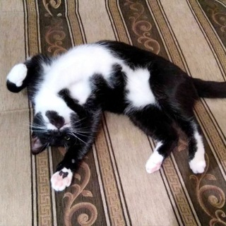 Марсельянин