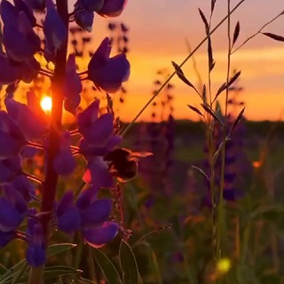 Марта Марта