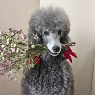 🐩 МАРУСЯ 🐩